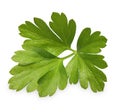 Parsley herb isolated Royalty Free Stock Photo