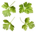 Parsley herb isolated Royalty Free Stock Photo