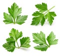 Parsley herb isolated Royalty Free Stock Photo