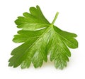 Parsley herb isolated Royalty Free Stock Photo