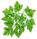 Parsley herb isolated on a white background. Royalty Free Stock Photo