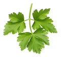 Parsley herb isolated Royalty Free Stock Photo