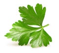 Parsley herb isolated Royalty Free Stock Photo