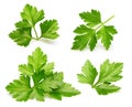 Parsley herb isolated Royalty Free Stock Photo