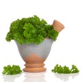 Parsley Herb Leaves Royalty Free Stock Photo