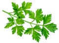 Parsley herb. Macro shot of small branch. Royalty Free Stock Photo