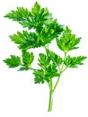 Parsley herb. Macro shot of small branch.