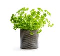 Parsley herb plant in a pot isolated on white Royalty Free Stock Photo