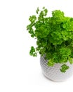 Parsley herb plant in a pot isolated on white Royalty Free Stock Photo