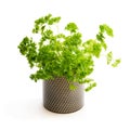 Parsley herb plant in a pot isolated on white Royalty Free Stock Photo