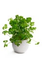 Parsley herb plant in a pot isolated on white Royalty Free Stock Photo