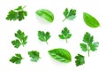 Parsley herb set. Parsley isolated on white background Royalty Free Stock Photo