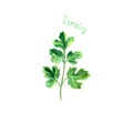 Parsley herb spice isolated on white background Royalty Free Stock Photo