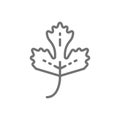 Parsley, herb, spice line icon.
