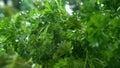 Parsley Herb Watered with Rain in Macro and Slow Motion 1000fps