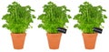 Parsley herbs Royalty Free Stock Photo