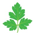 Parsley icon