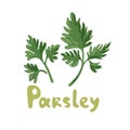 Parsley icon on white background. Sprig of parsley with bright green aromatic leaves. Natural ingredient for flavoring