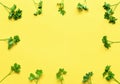 Parsley isolated. Frame of parsley on a yellow background. Juicy bright green parsley leaves. Herbs flat lay, top view. Leaves