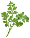 Parsley isolated on transparent background. Clipping path included.