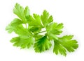 Parsley isolated on white