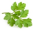 Parsley isolated