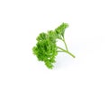 Parsley