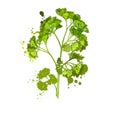 Parsley isolated on white background. Anethum graveolens. Annual herb in the celery family Apiaceae. Healthy food natural organic