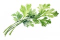 parsley isolated on white background, watercolor