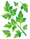 Parsley leaf