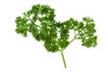 Fresh parsley leaves on branch isolated on white background Royalty Free Stock Photo