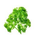 Parsley leaf or Petroselinum crispum leaves isolated on white background ,Green leaves pattern Royalty Free Stock Photo