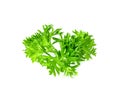 Parsley leaf or Petroselinum crispum leaves isolated on white background ,Green leaves pattern Royalty Free Stock Photo