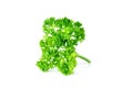 Parsley leaf or Petroselinum crispum leaves isolated on white background ,Green leaves pattern Royalty Free Stock Photo