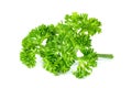 Parsley leaf or Petroselinum crispum leaves isolated on white background ,Green leaves pattern Royalty Free Stock Photo