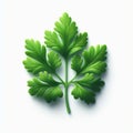 143 29. Parsley Leaf_ Small and curly with a bright green colo
