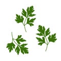 Parsley leaf vector illustration. Green-stuff vector. Royalty Free Stock Photo