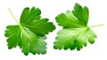 Parsley leaflets p. crispum, top view