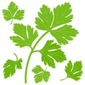 Parsley leaves. Vector illustration