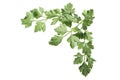 Parsley leaves