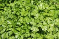 Parsley leaves Royalty Free Stock Photo