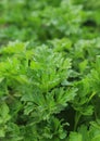 Parsley leaves