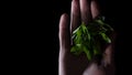 Parsley leaves fall down on a black background. Frame. Parsley wobbles in the frame. Parsley leaves fall to the surface Royalty Free Stock Photo