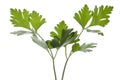 Parsley Leaves Isolated