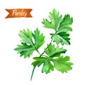 Parsley leaves isolated on white watercolor illustration