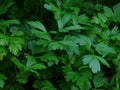 Parsley leaves