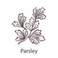 Parsley leaves and plant. Engraving isolated herbs and spices, hand drawn leaf in retro style, detailed organic product