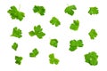 Parsley leaves randomly