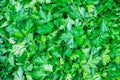 Parsley leaves spice background. Parsley, or garden parsley (Petroselinum crispum) is a species Royalty Free Stock Photo