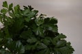 Parsley leaves on white background